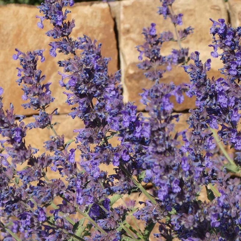 Walker's Deep Blue Nepeta