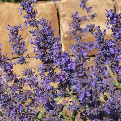 Walker's Deep Blue Nepeta