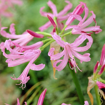 pink spider lily bulbs Pink Spider Lily Bulbs, Jersey Lily, Nerine Lily, Nerine bowdenii