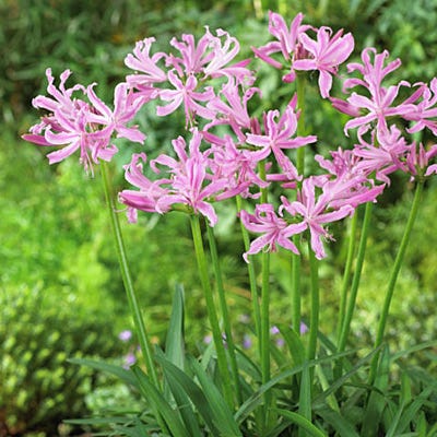 pink spider lilies Pink Spider Lily Bulbs, Jersey Lily, Nerine Lily, Nerine bowdenii