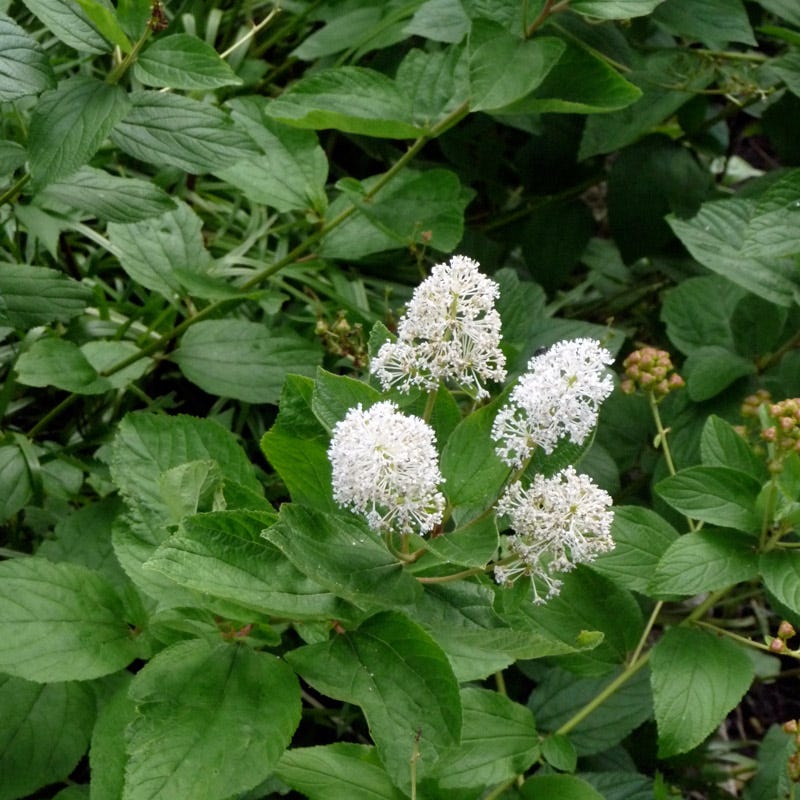 New Jersey Tea Plant (Ceanothus) - Thumbnail 2