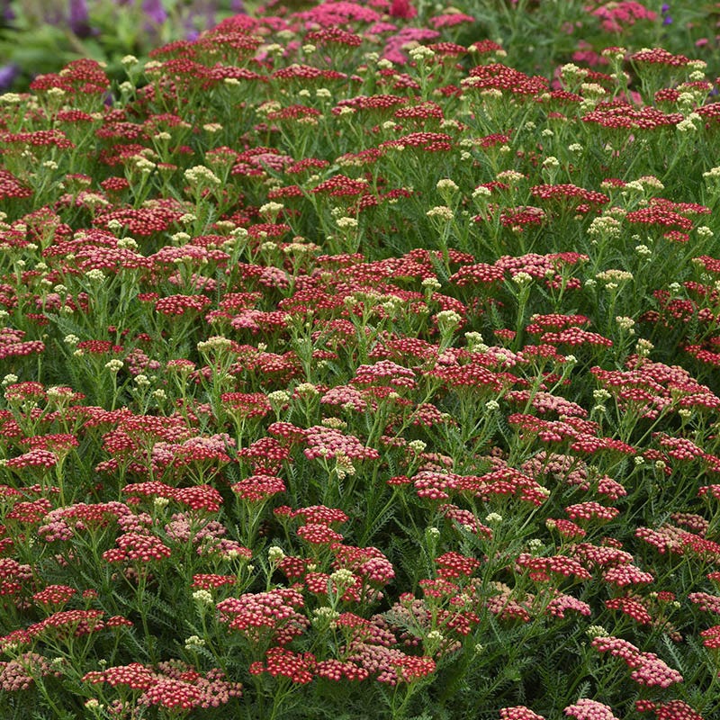 High Country Gardens Yarrow - Thumbnail 3