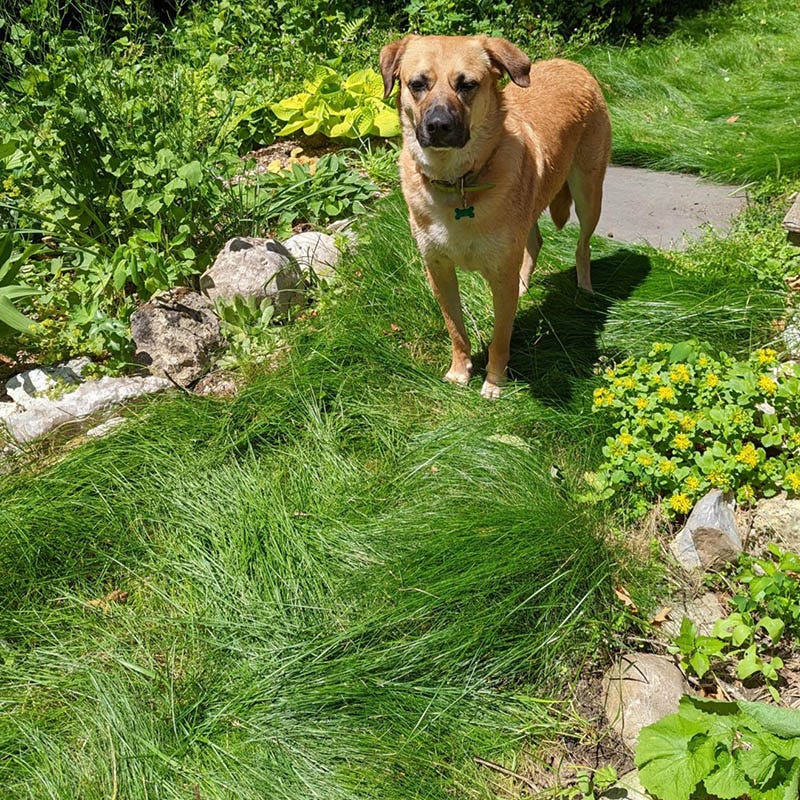 low water grass seed colorado No Mow Lawn Grass Seed