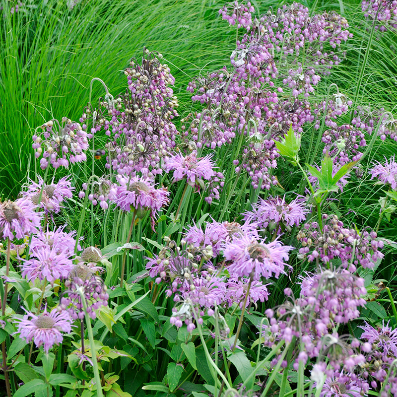 Nodding Onion (Allium) and Monarda