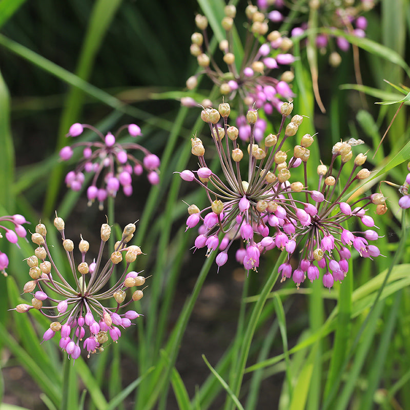 Nodding Onion (Allium)