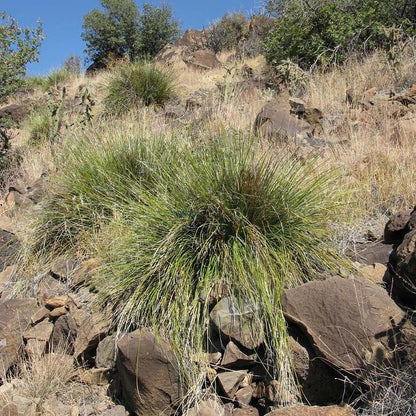 Green's Beargrass (Nolina)