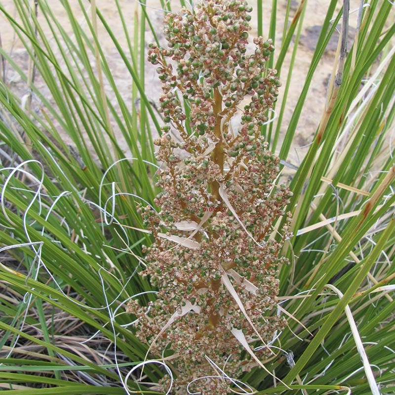 Green's Beargrass (Nolina)