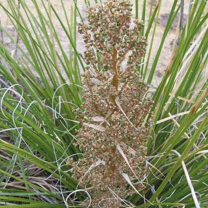 Green's Beargrass (Nolina)