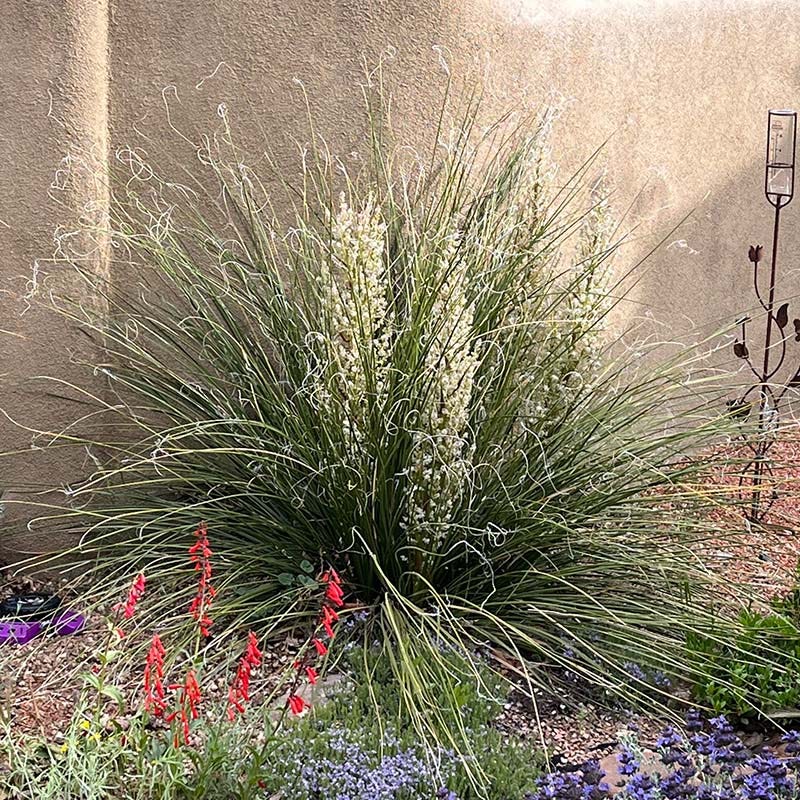 Nolina Beargrass, Nolina texana | High Country Gardens