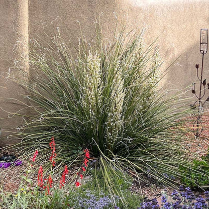 Green's Beargrass (Nolina)