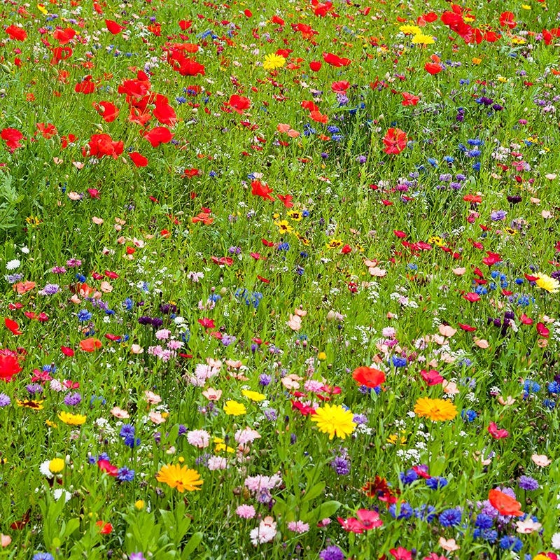 wildflower seed to sand ratio Northeast Wildflower Seed Mix