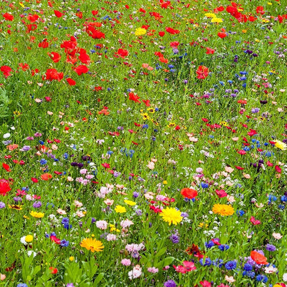 Northeast Wildflower Seed Mix