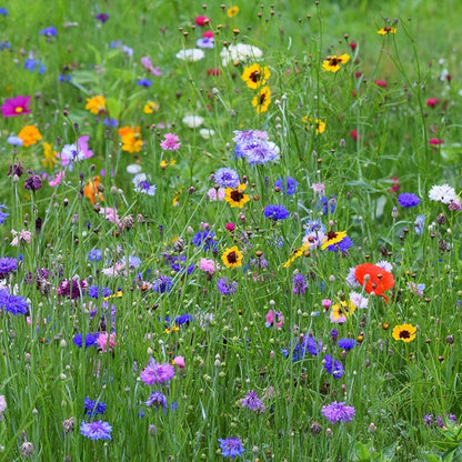mixed wildflowers seeds Northeast Wildflower Seed Mix