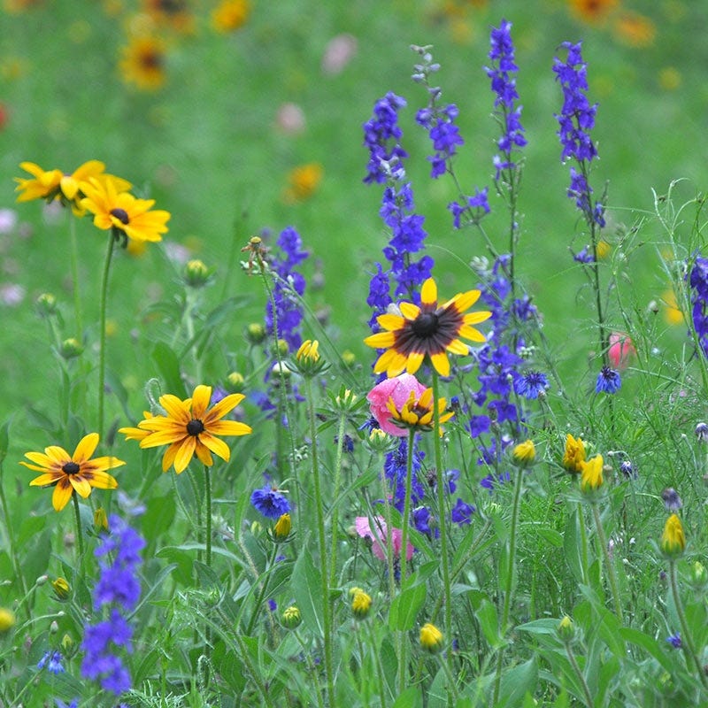 high country gardens wildflower seeds Northeast Wildflower Seed Mix