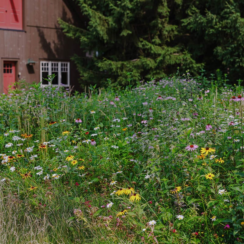 Native Northeast Wildflower Seed Mix