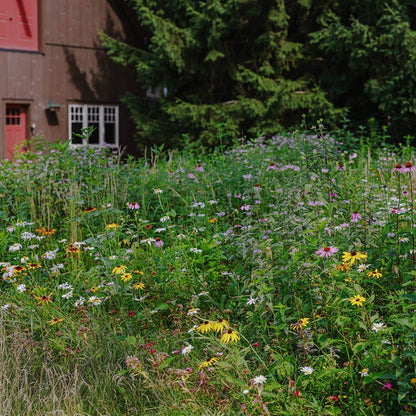 Native Northeast Wildflower Seed Mix