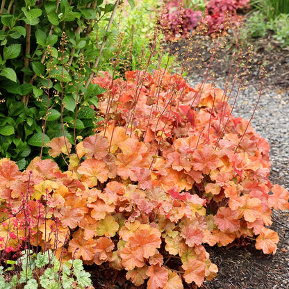 Northern Exposure™ Amber Coral Bells - Photo courtesy of TerraNova nurseries