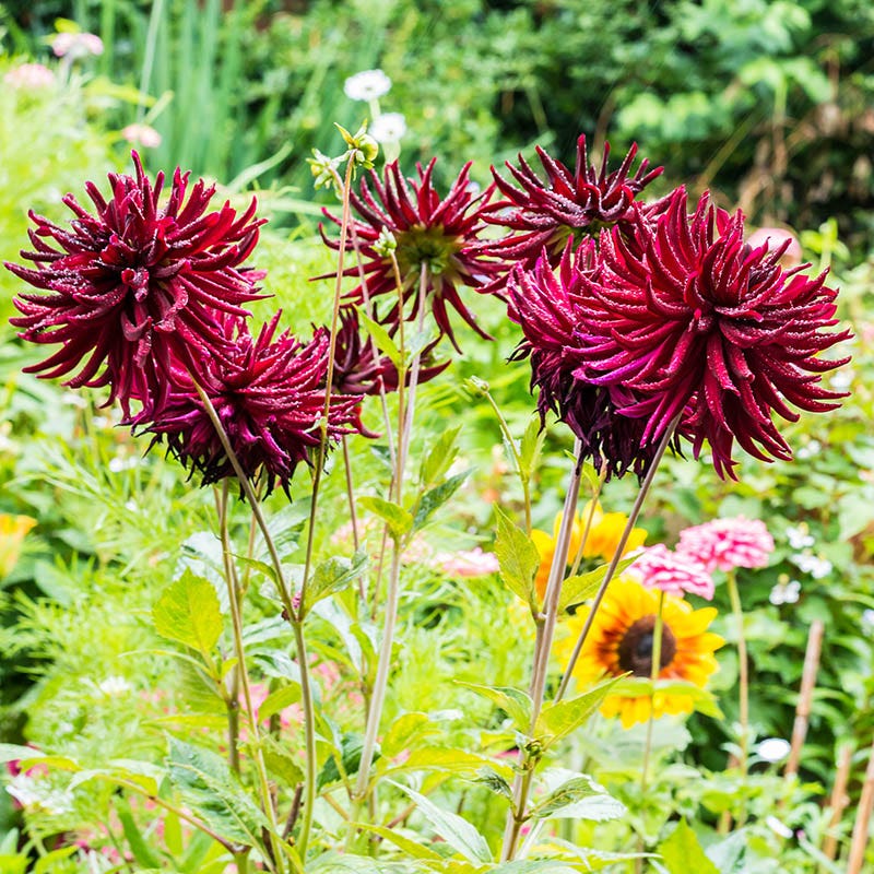 Nuit D'ete Cactus Dahlia - Thumbnail 4