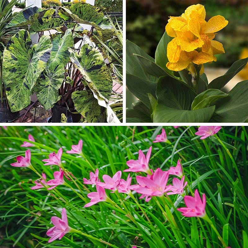 Oasis Garden Bulb Collection