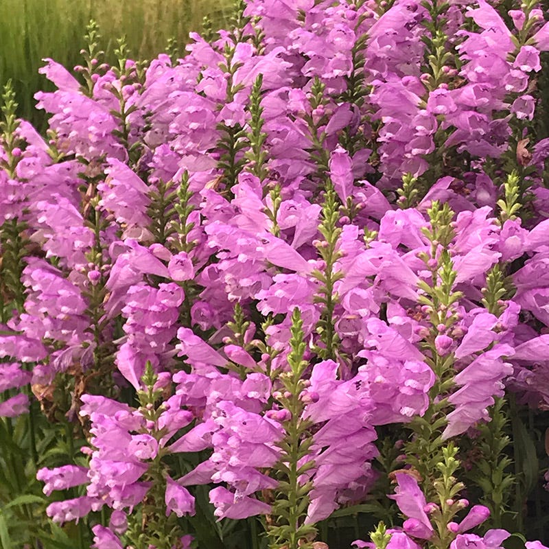 Vivid Obedient Plant