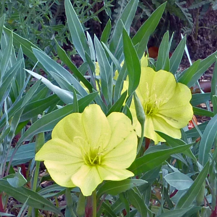 Dwarf Silver Evening Primrose