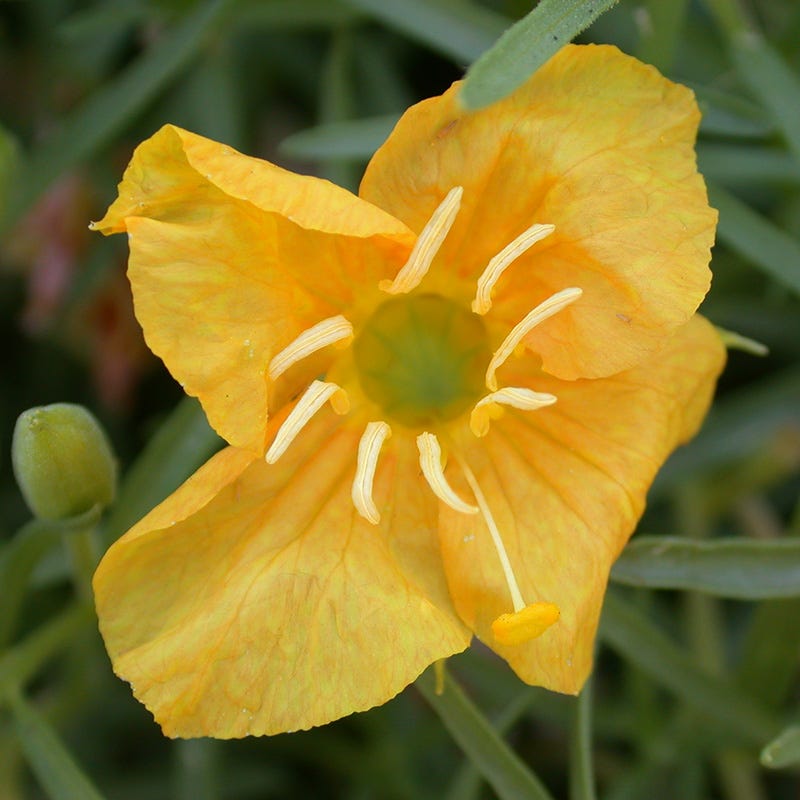 Missouri Evening Primrose