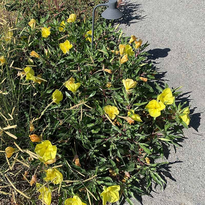 primrose succulent Missouri Evening Primrose, Oenothera