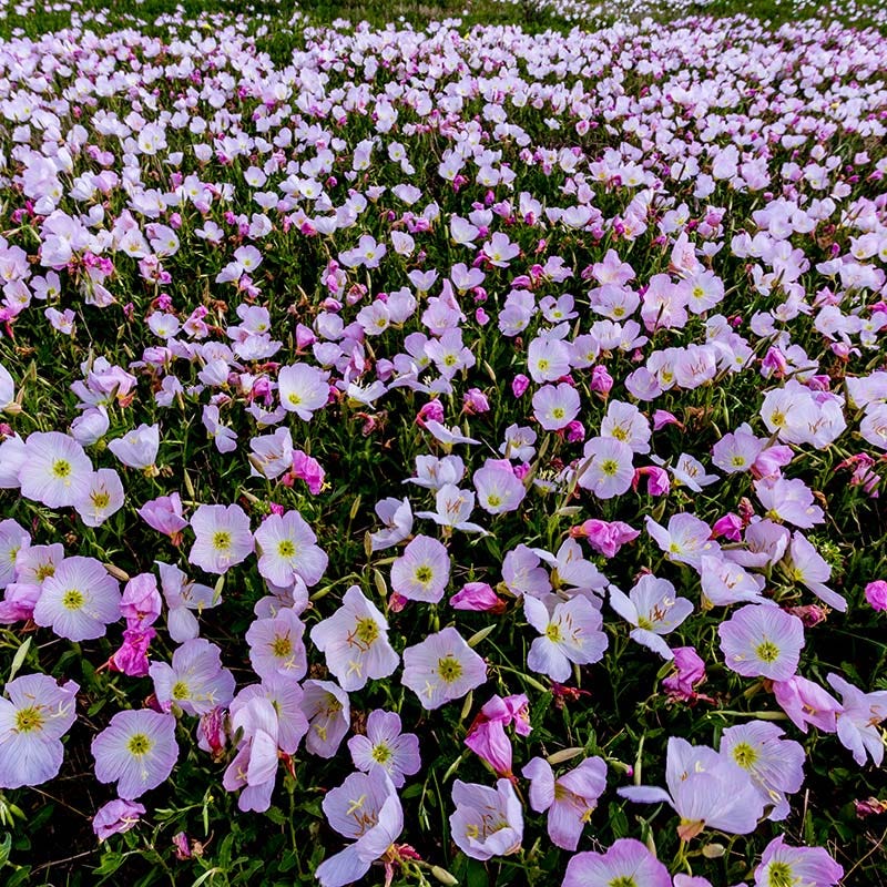 Showy Pink Evening Primrose