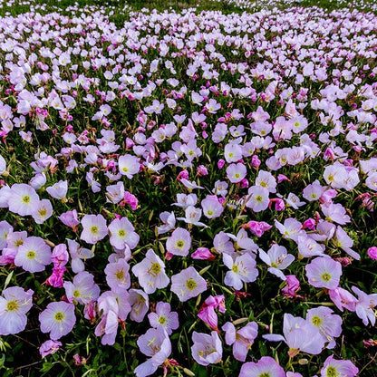 Showy Pink Evening Primrose
