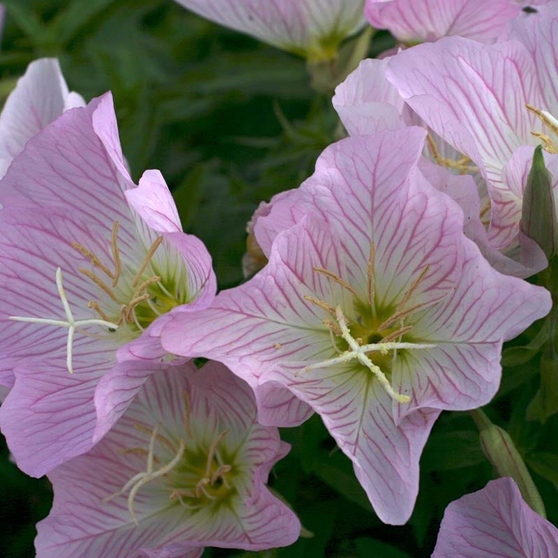 Showy Pink Evening Primrose
