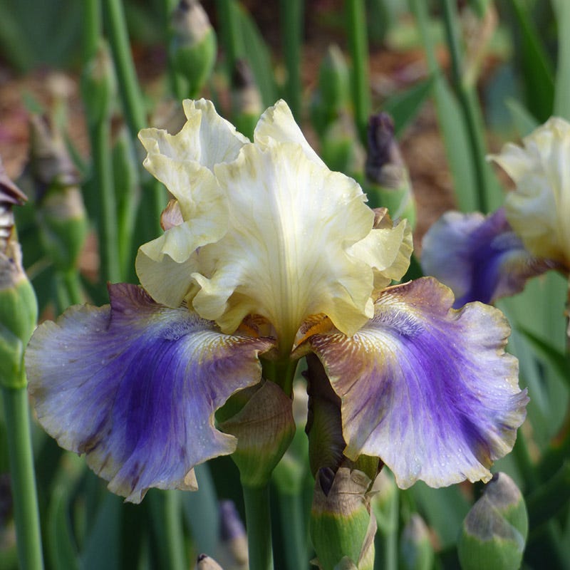 On Deck Reblooming Bearded Iris
