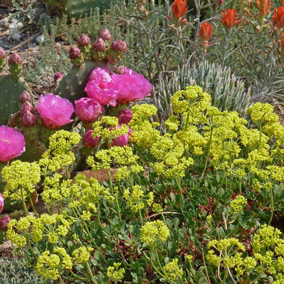 Poncha Pass Red Sulphur Buckwheat