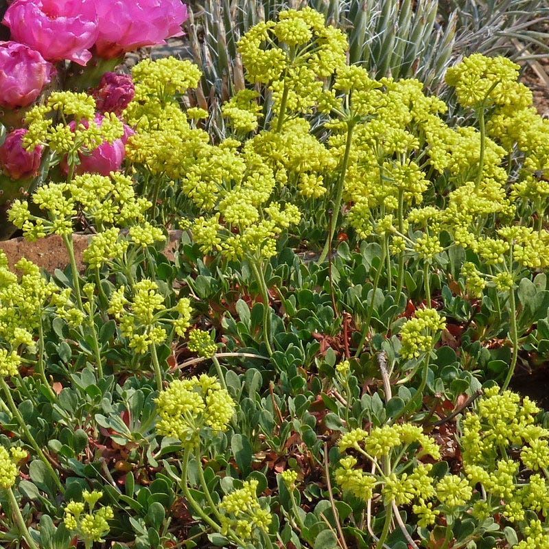 Poncha Pass Red Sulphur Buckwheat