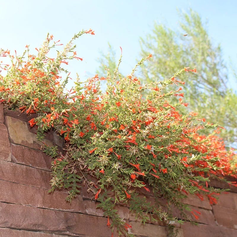 orange hanging plants Creeping Hummingbird Trumpet, Zauschneria garrettii Orange Carpet