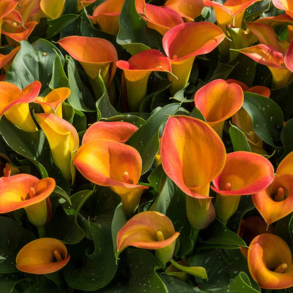 calla lily cut flower care Orange Pitcher Calla Lily Bulbs, Zantedeschia