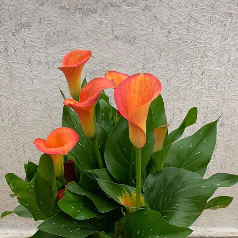 Orange Pitcher Calla Lily
