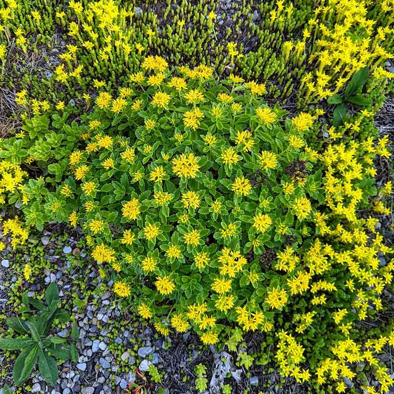 Orange Stonecrop