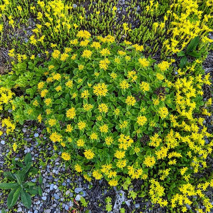 Orange Stonecrop