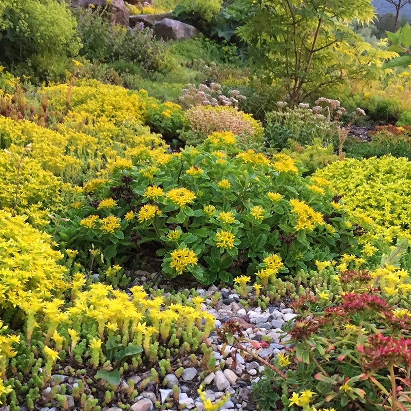 yellow sedum succulent Orange Sedum, Stonecrop, Phedimus kamtschaticus