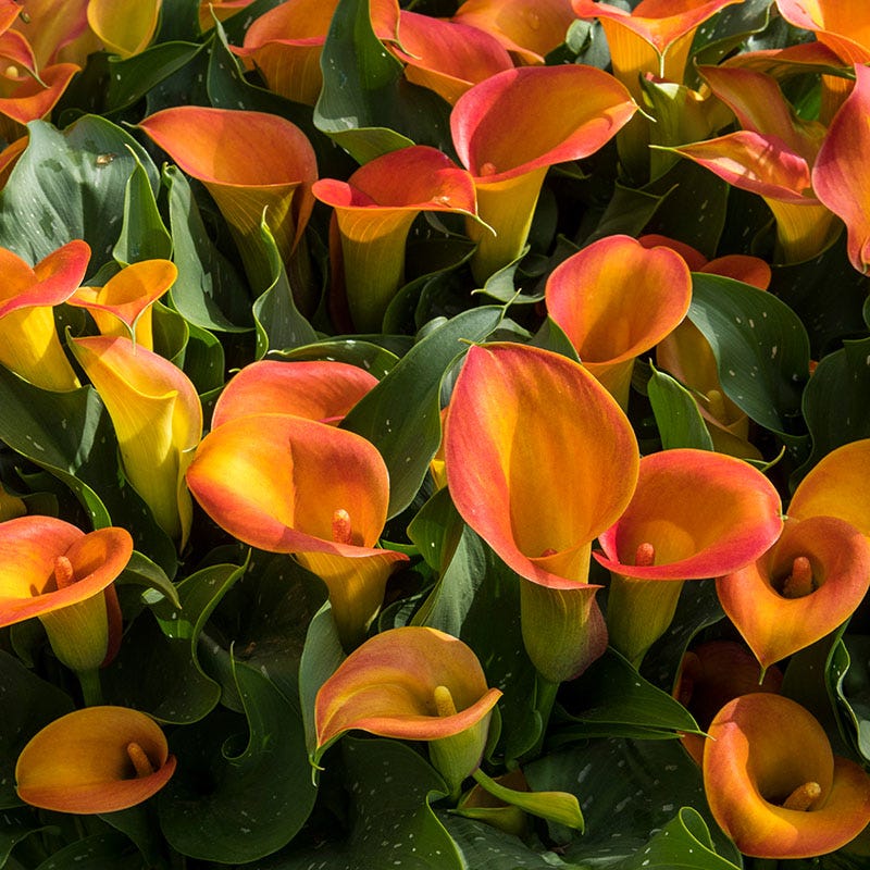 kela lily flower O'Keeffe-Inspired Calla Lily Mix