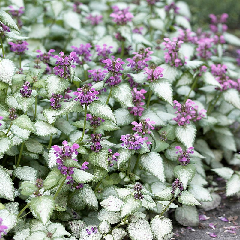 Orchid Frost Lamium, Dead Nettle | High Country Gardens