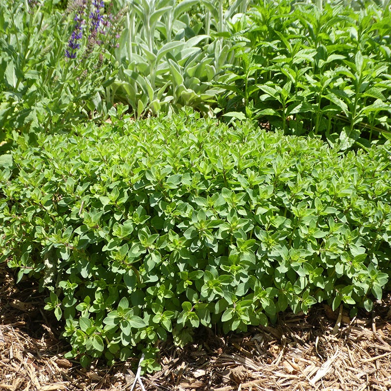 Bristol Cross Oregano, Origanum
