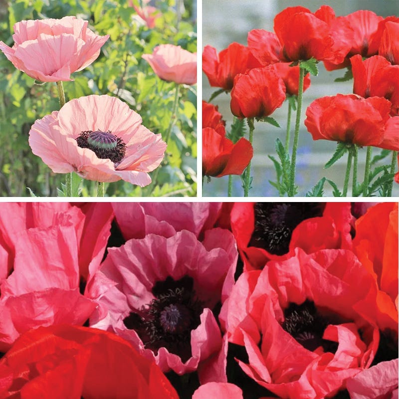 Oriental Poppy Collection (Papaver)