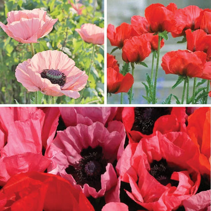 Oriental Poppy Collection (Papaver)