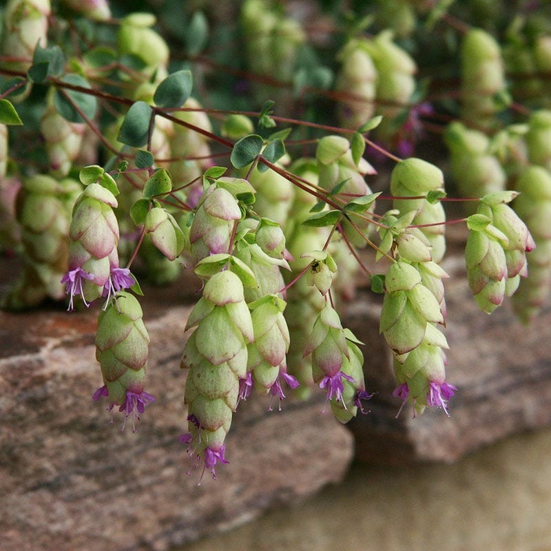 Cascading Hopflower Oregano - Thumbnail 2