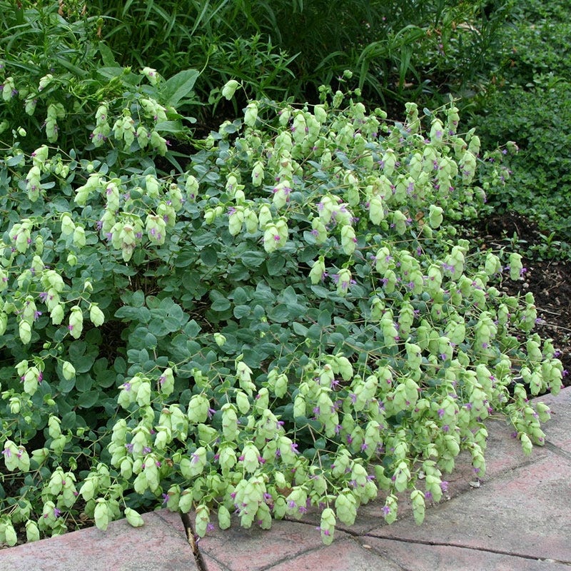 Cascading Hopflower Oregano - Thumbnail 4