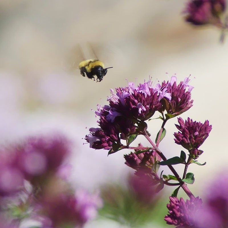 Bee Bonanza Ornamental Oregano Collection