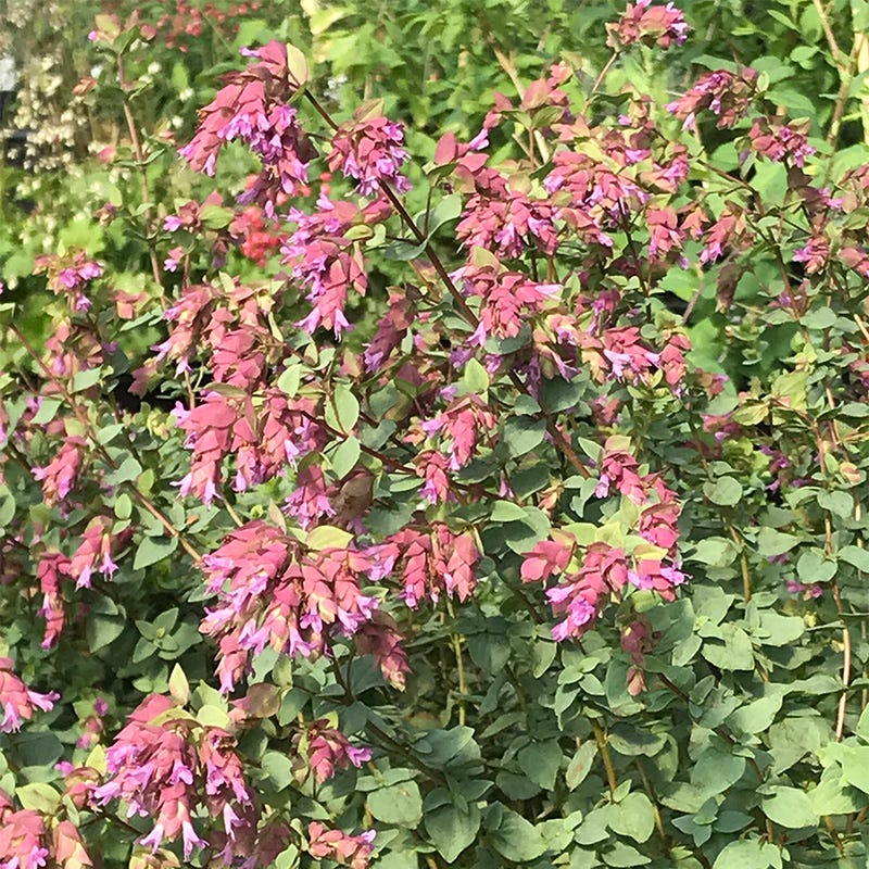 Bristol Cross Oregano, Origanum