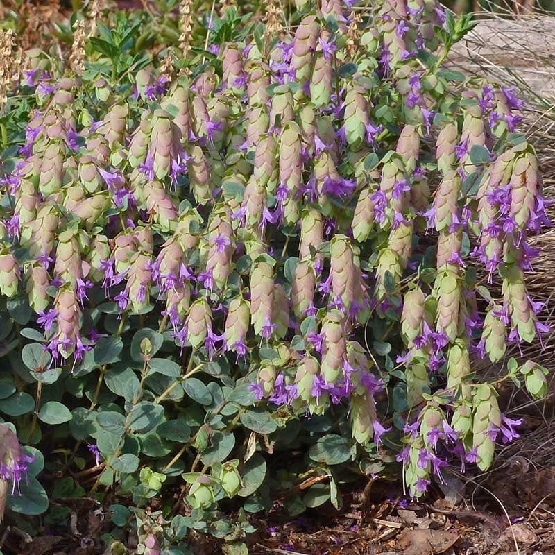 High Country Gardens Bee Bonanza Ornamental Oregano Collection