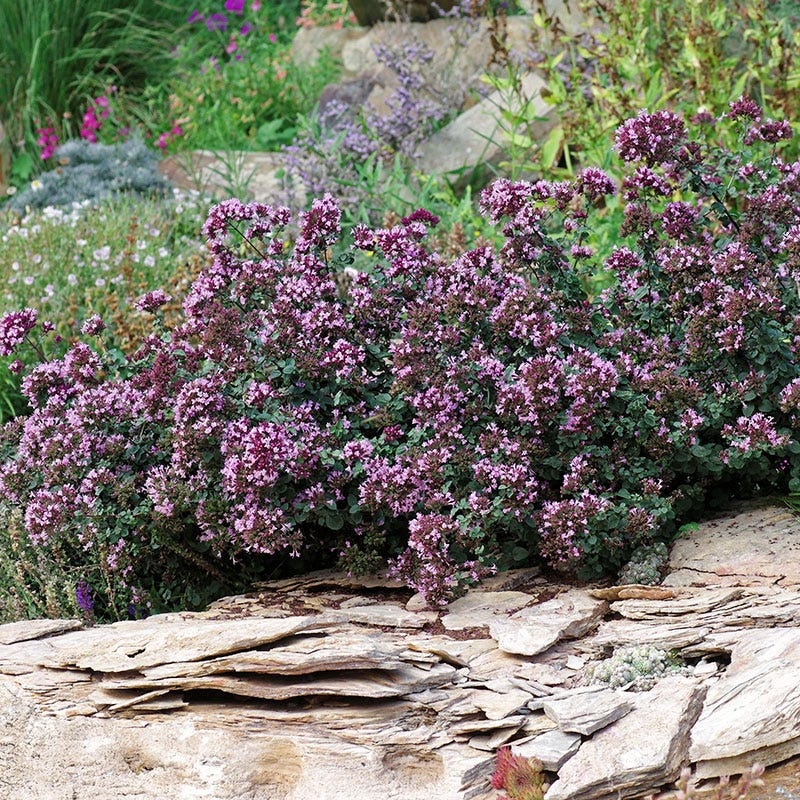 Rotkugel Ornamental Oregano - Thumbnail 4